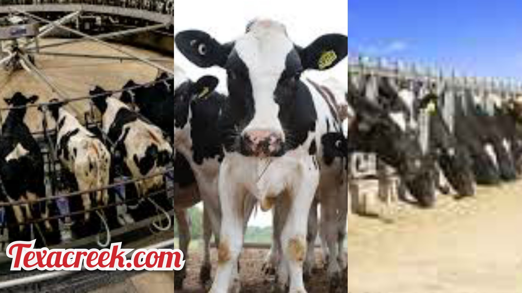 top-12-largest-dairy-farm-in-texas-2024-texas-today