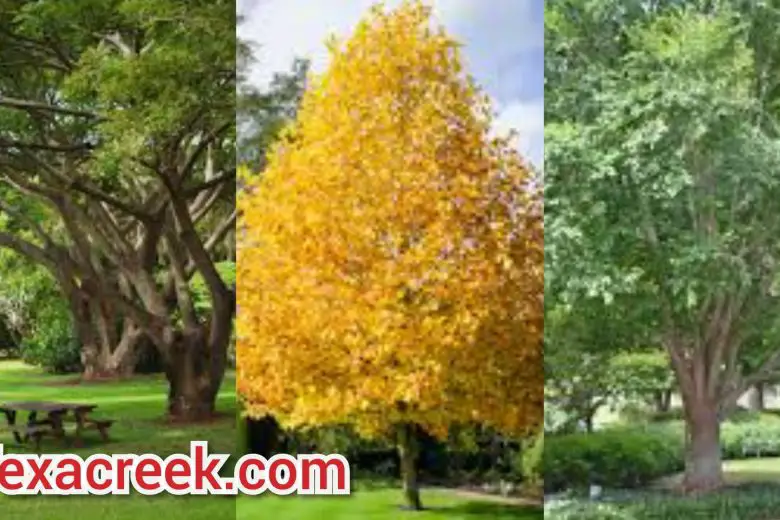 Fast Growing Trees In Texas