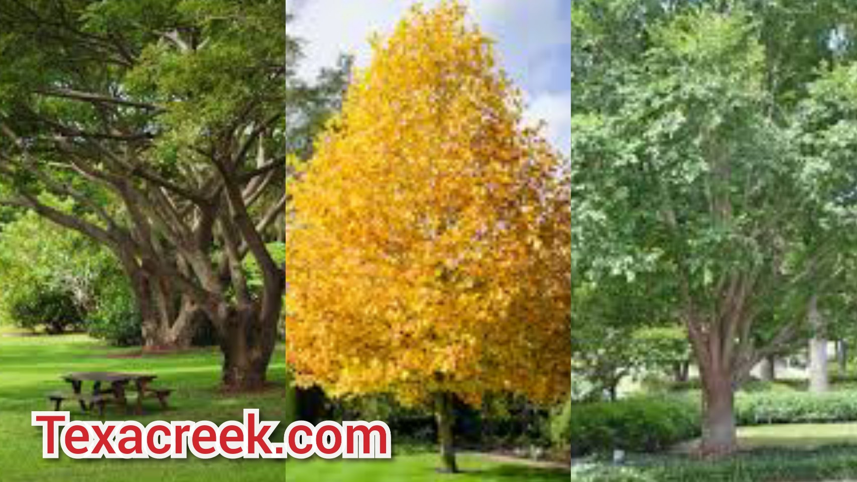 Top 12 Fast Growing Trees In Texas [2024] Texas Today