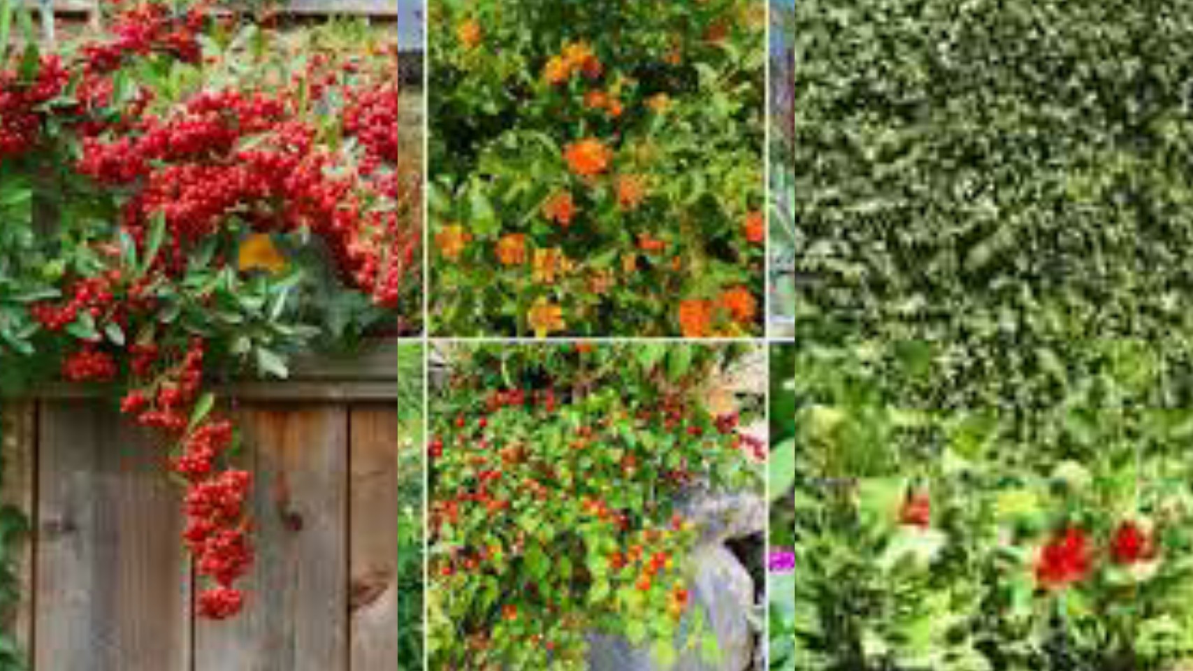 Top 12 Fast Growing Shrubs For Privacy In Texas [2024] Texas Today