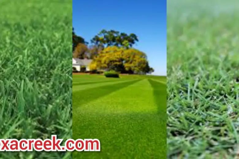 12 Types Of Grass In Texas