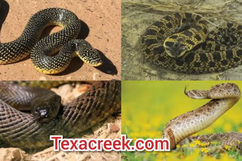 Types Of Snakes In Texas [Venomous & Non-Venomous]