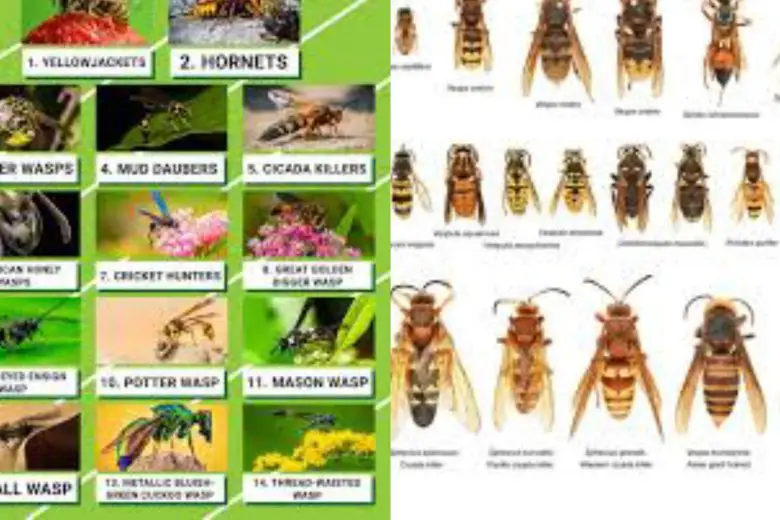 Types Of Wasps In Texas