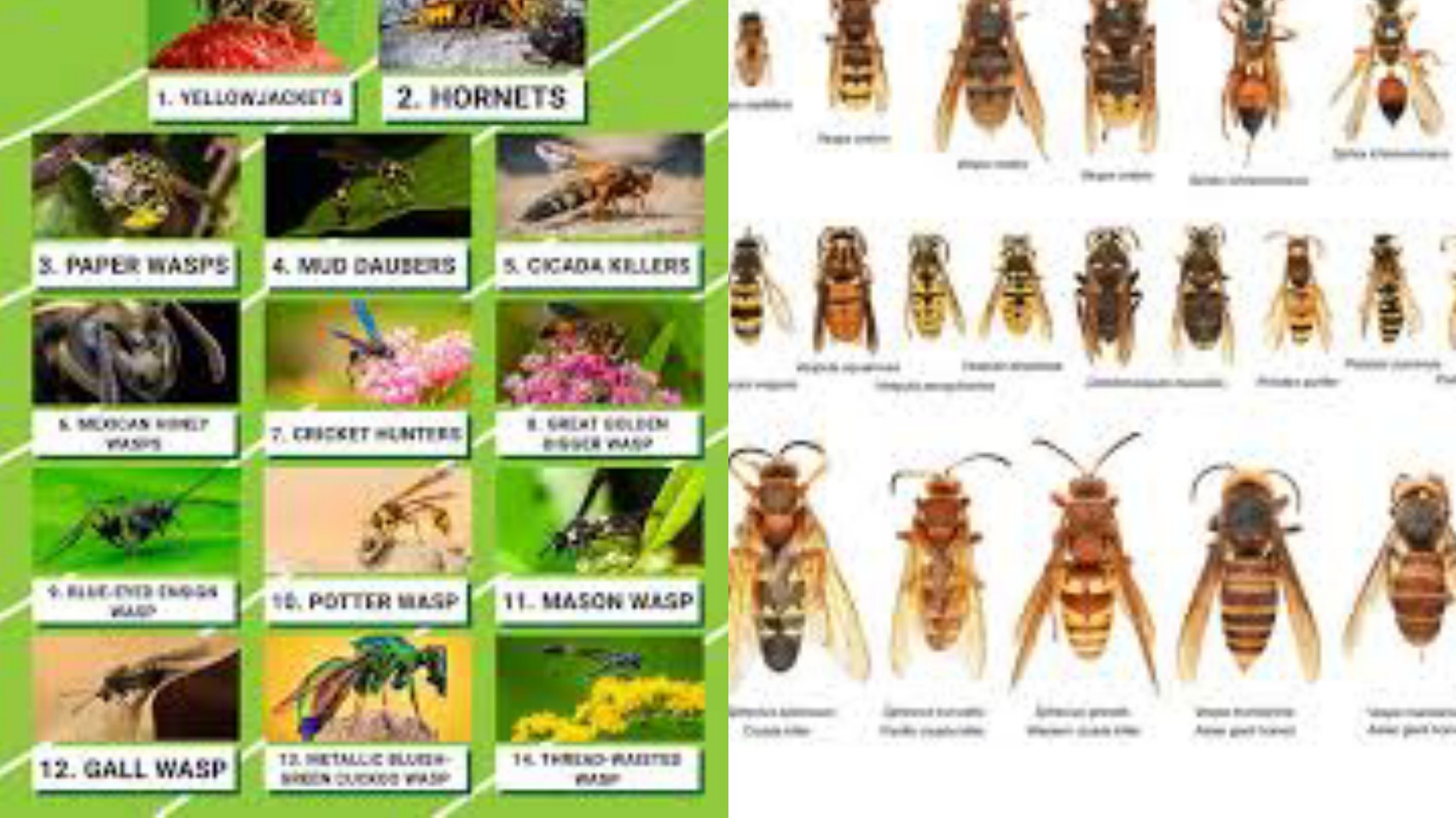 Different Types Of Wasp In Texas At Stephen Jamerson Blog Different Types Of Wasp In Texas At Stephen Jamerson Blog