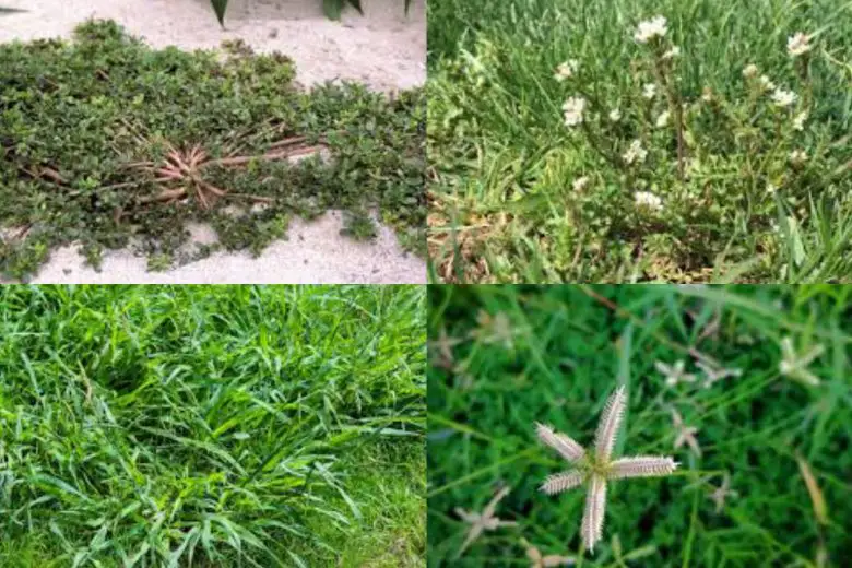 Types Of Weeds In Texas