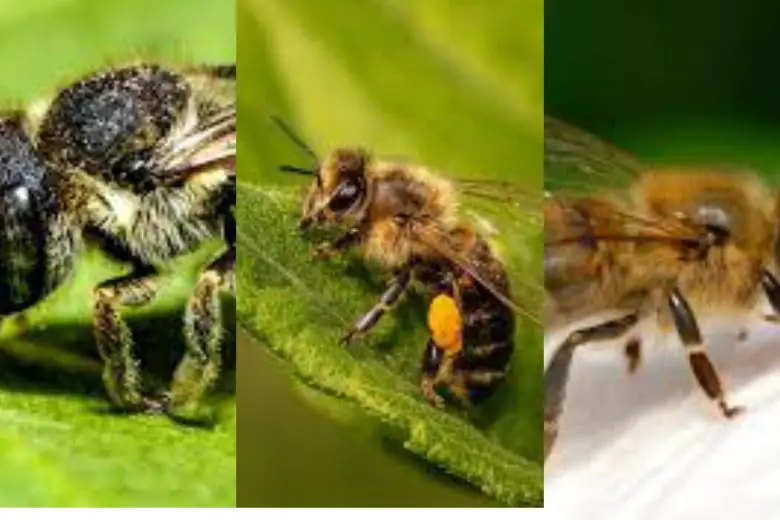 Types Of Bees In Texas