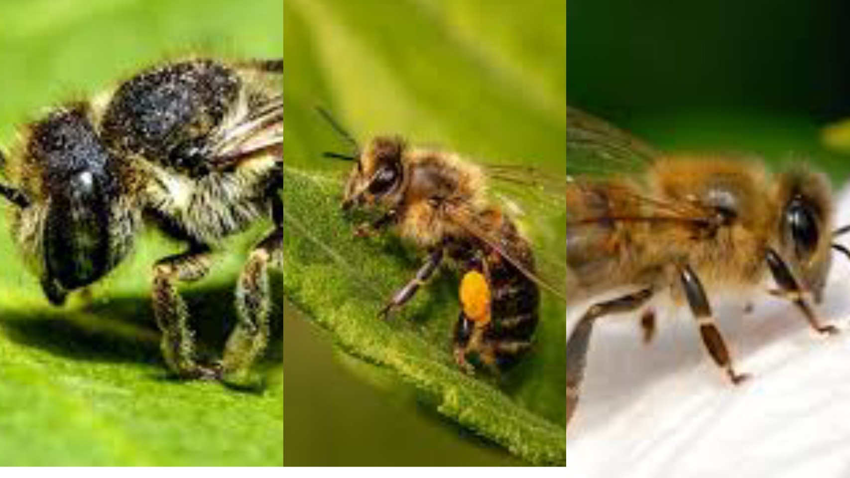 12 Types Of Bees In Texas Texas Today