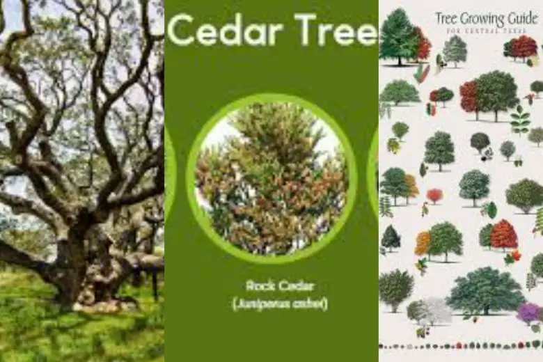 Types Of Trees In Texas