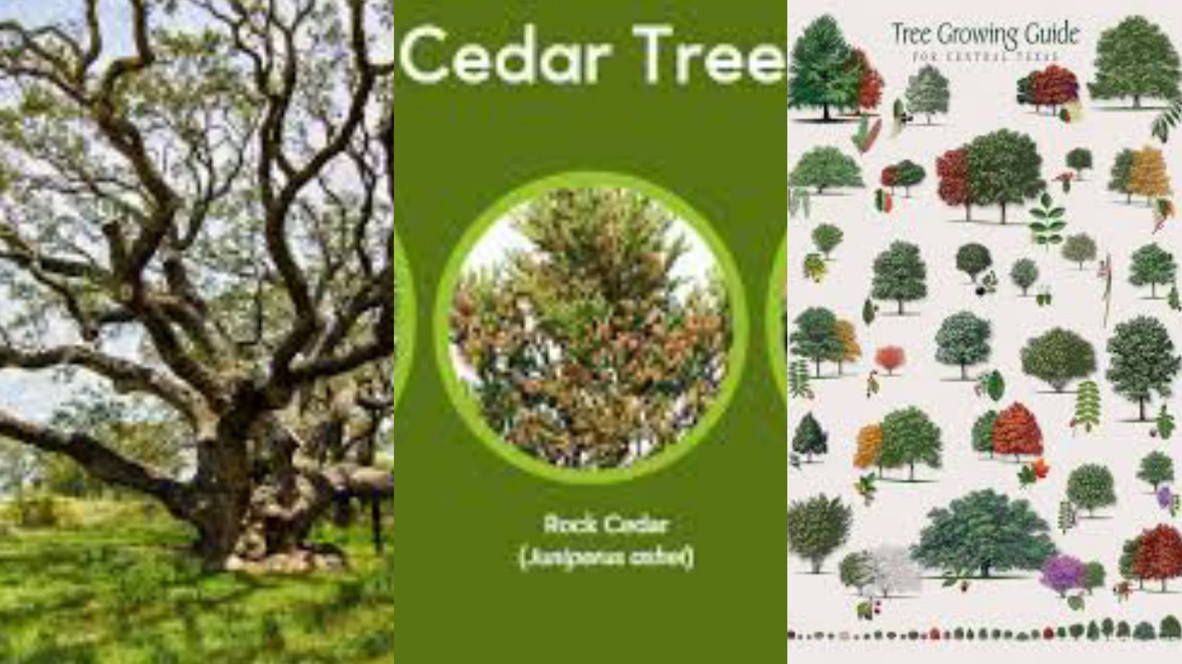 12 Types Of Trees In Texas Texas Today