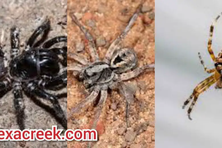 Types Of Spiders In Texas