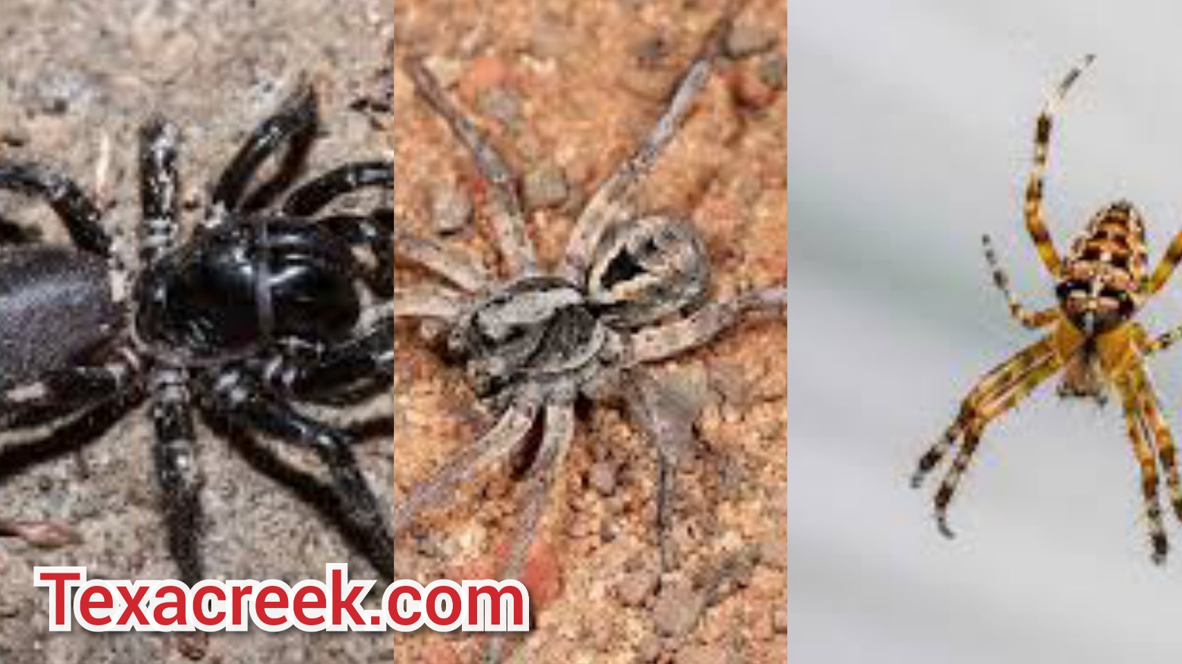 12 Types Of Spiders In Texas Texas Today