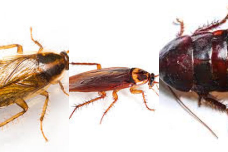 Types Of Roaches In Texas