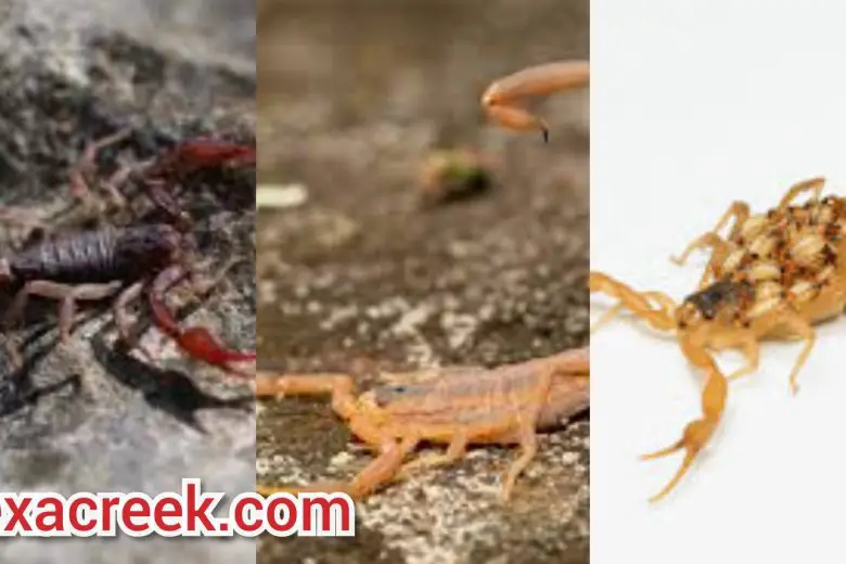 Types Of Scorpions In Texas