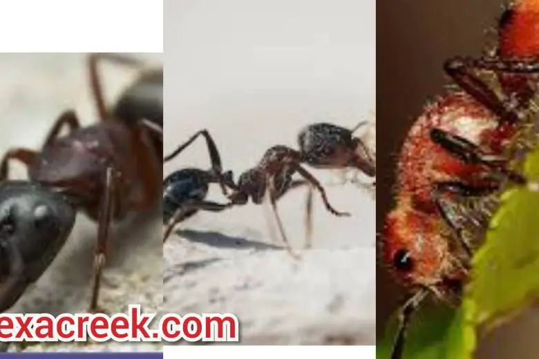 Types Of Ants In Texas