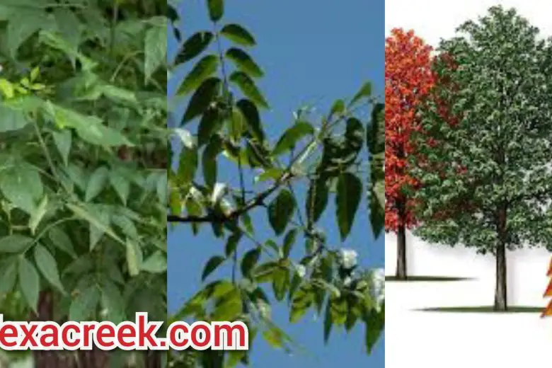 Types Of Ash Trees In Texas