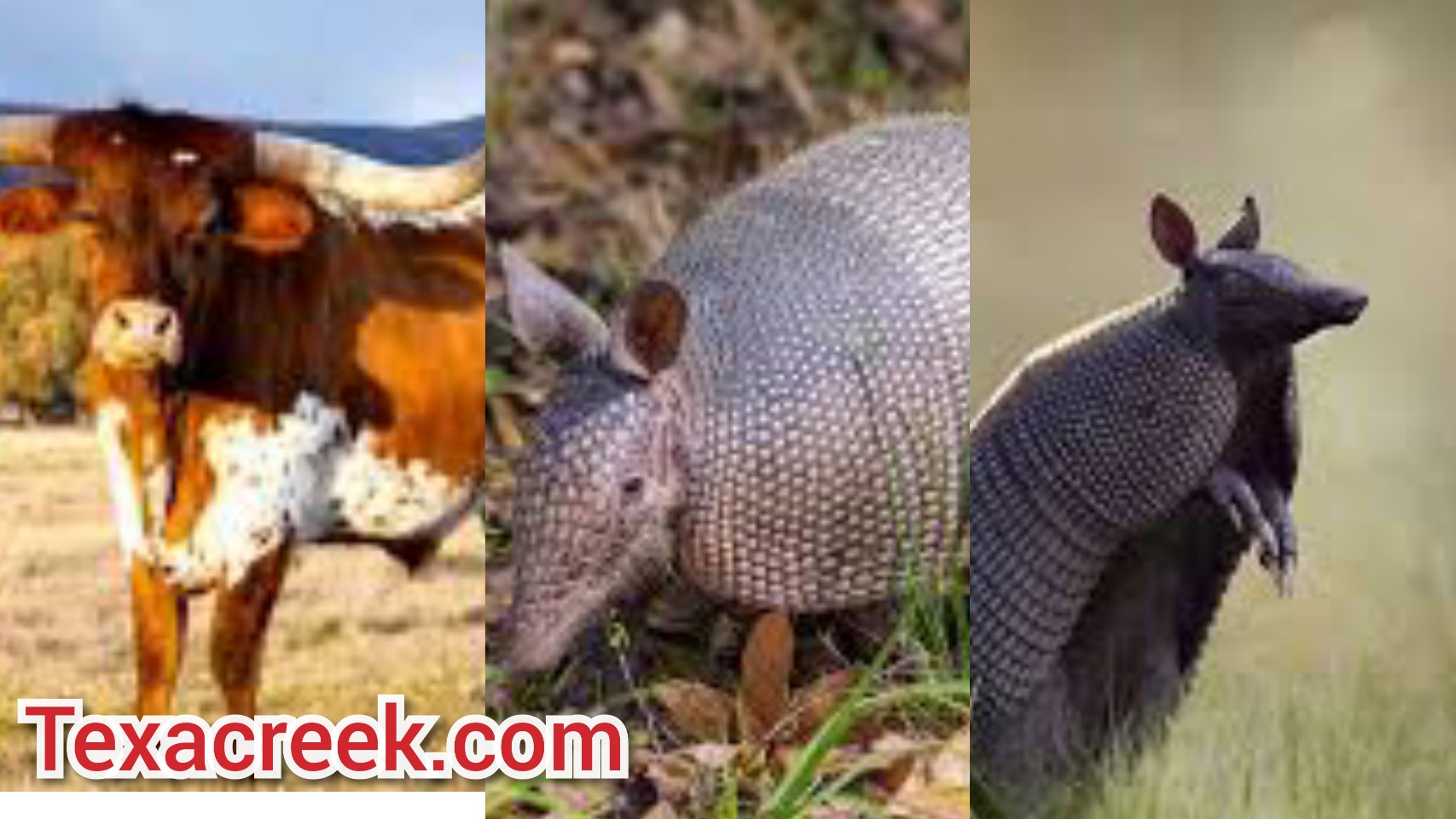 12 Types Of Animals In Texas Texas Today