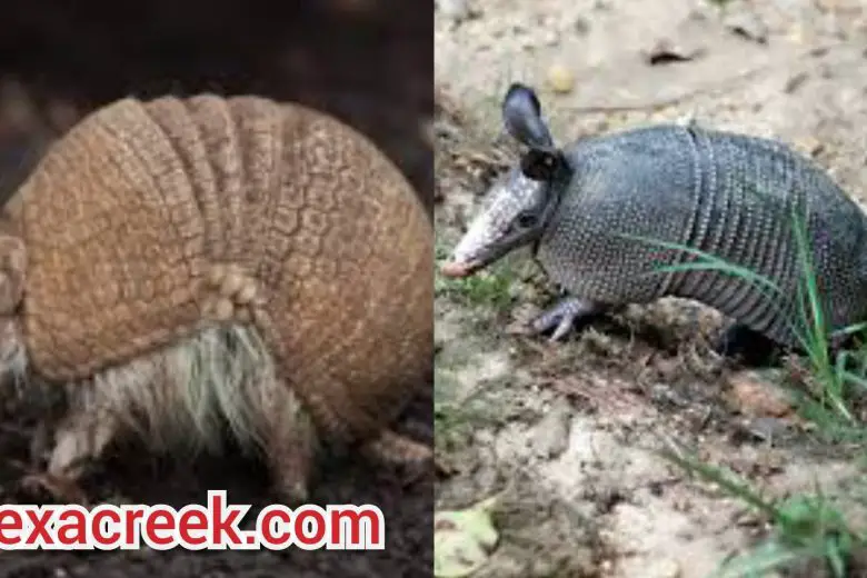 Types Of Armadillos In Texas