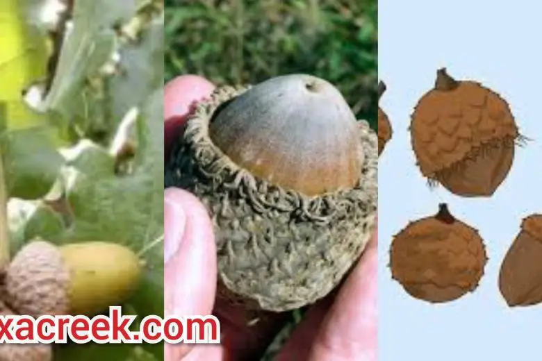 12 Types Of Acorns In Texas