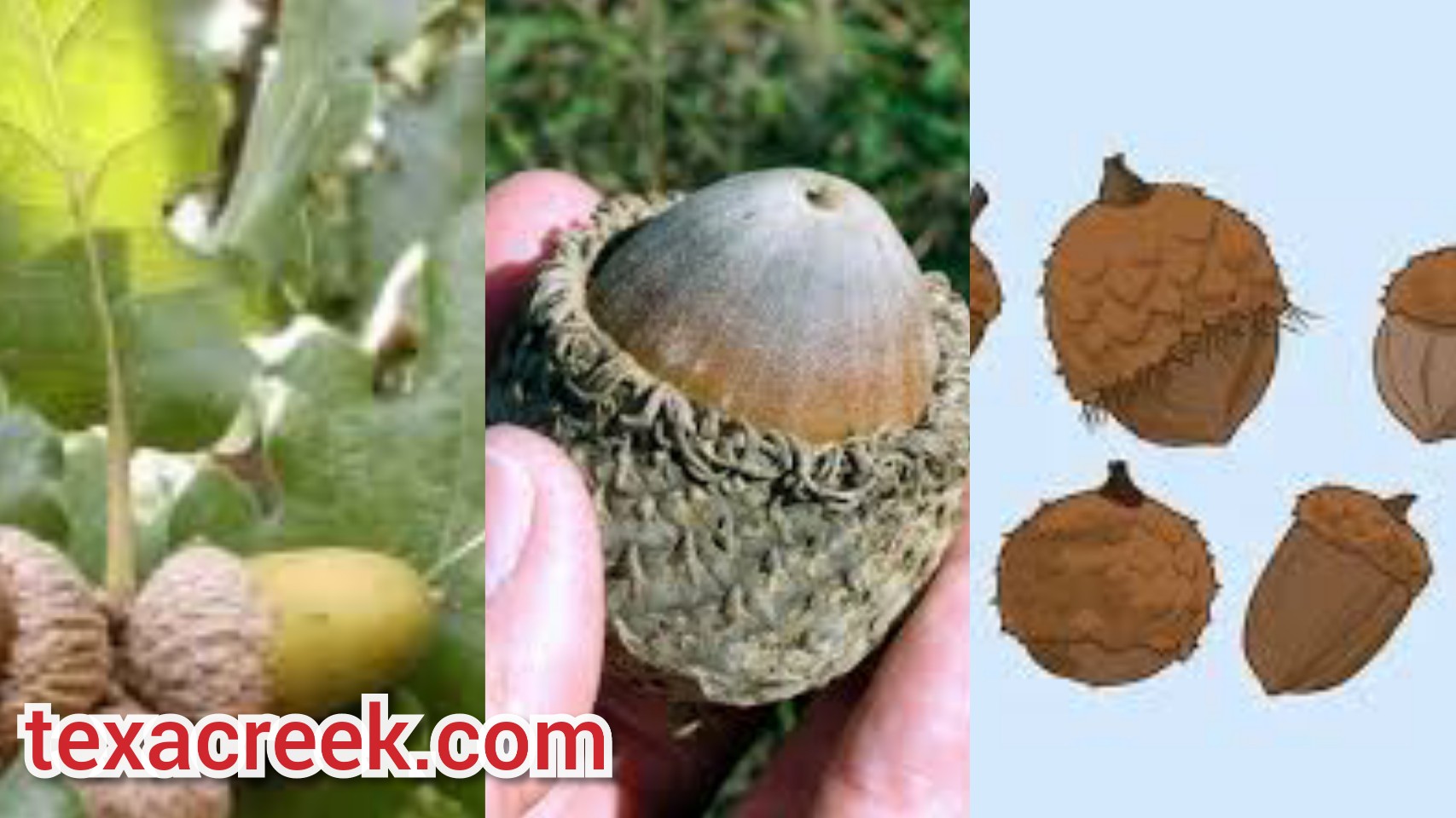 12 Types Of Acorns In Texas Texas Today