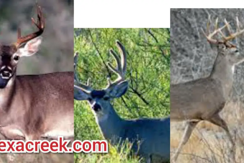 5 Types Of Deer In Texas