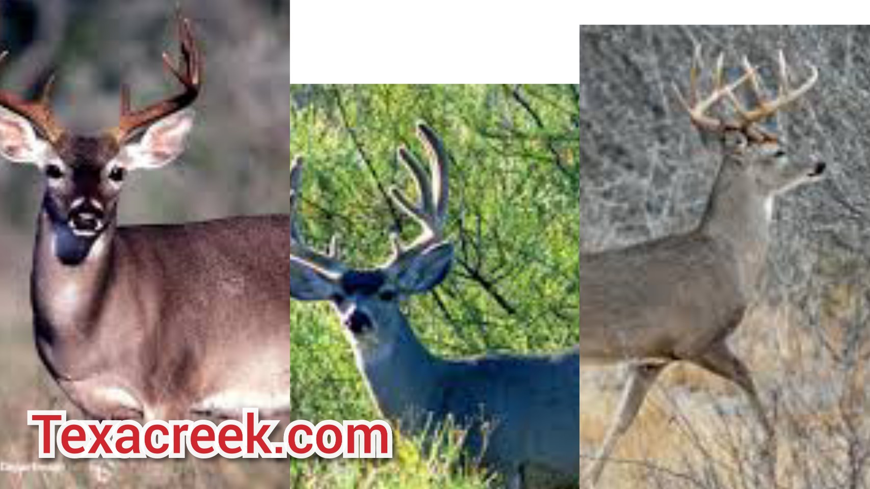 5 Types Of Deer In Texas Texas Today