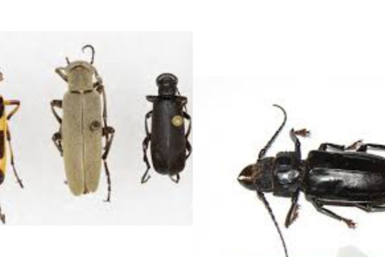 Types Of Beetles In Texas