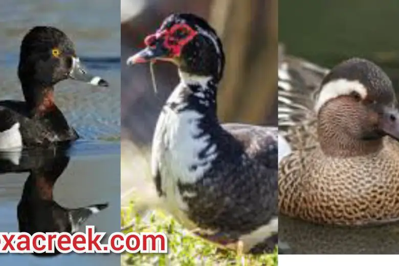 Types Of Ducks In Texas