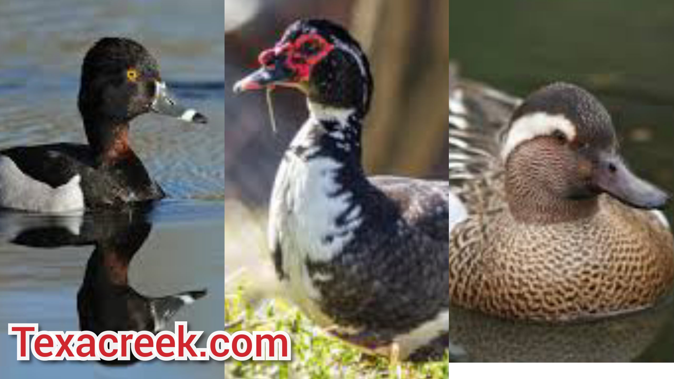 8 Types Of Ducks In Texas - Texas Today