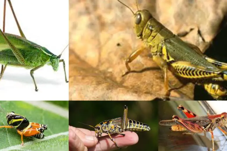 Types Of Grasshoppers In Texas