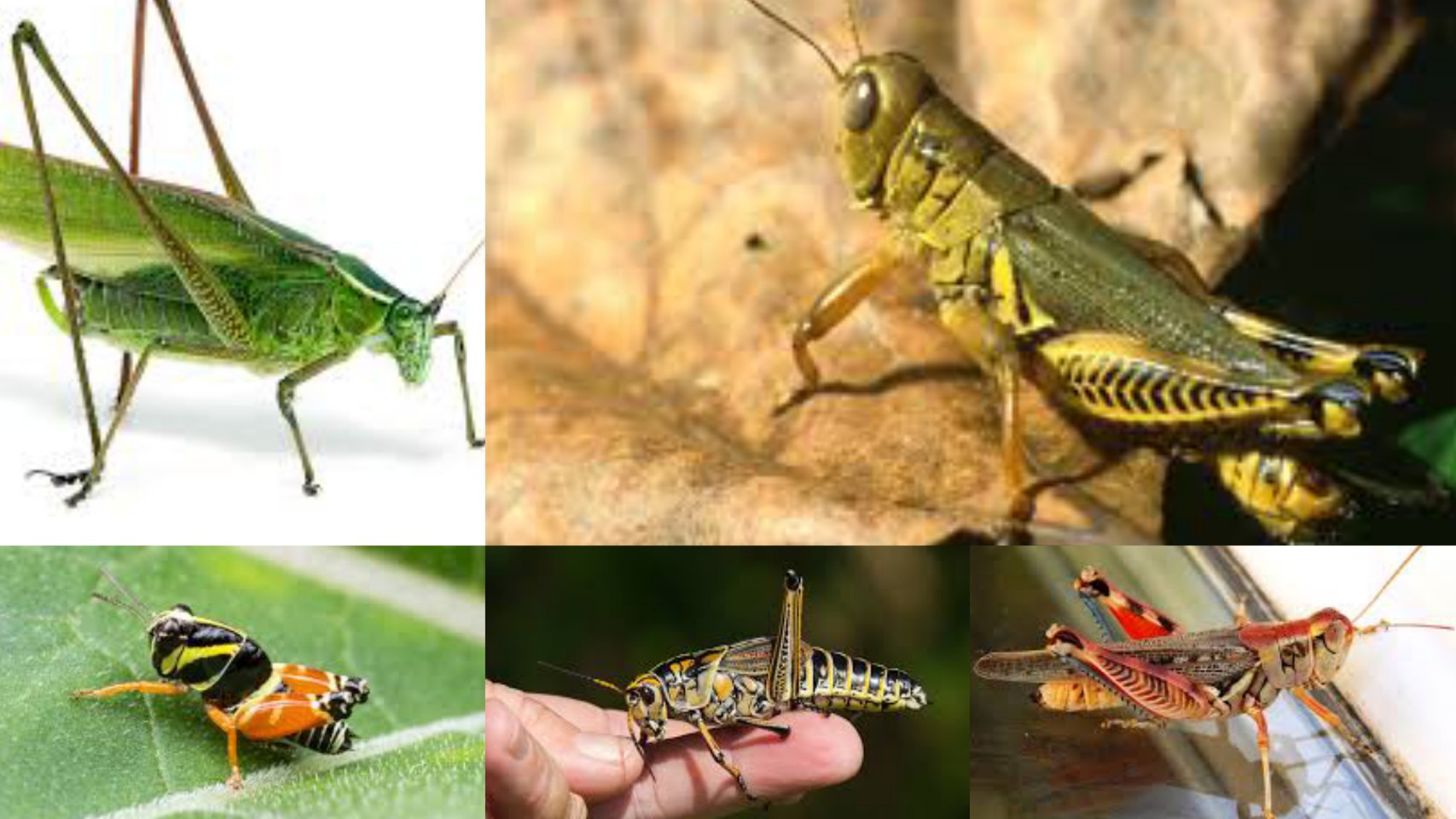 12 Types Of Grasshoppers In Texas - Texas Today