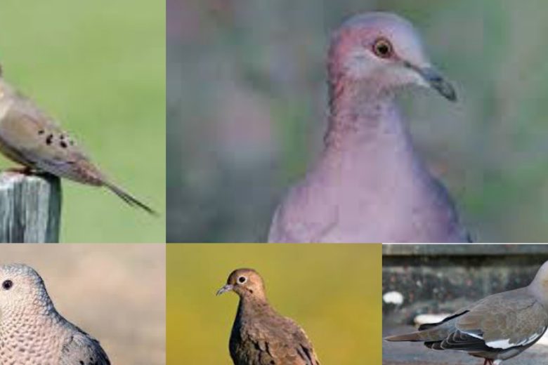 Types Of Doves In Texas