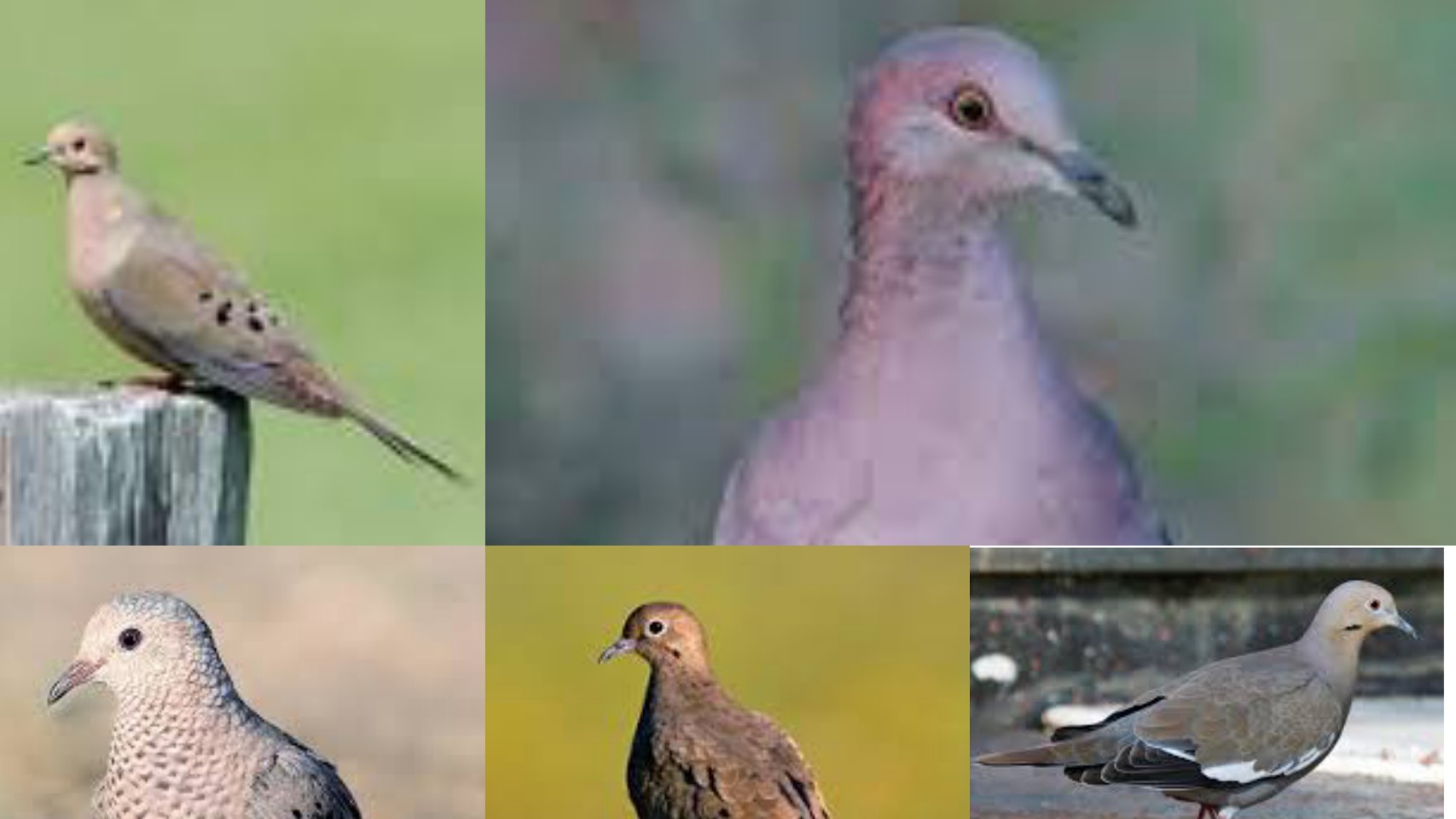 12-types-of-doves-in-texas-texas-today