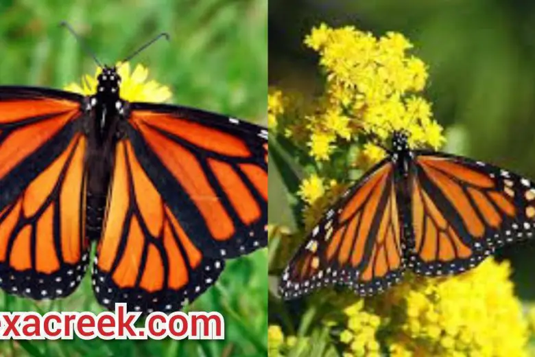 12 Types Of Butterflies In Texas