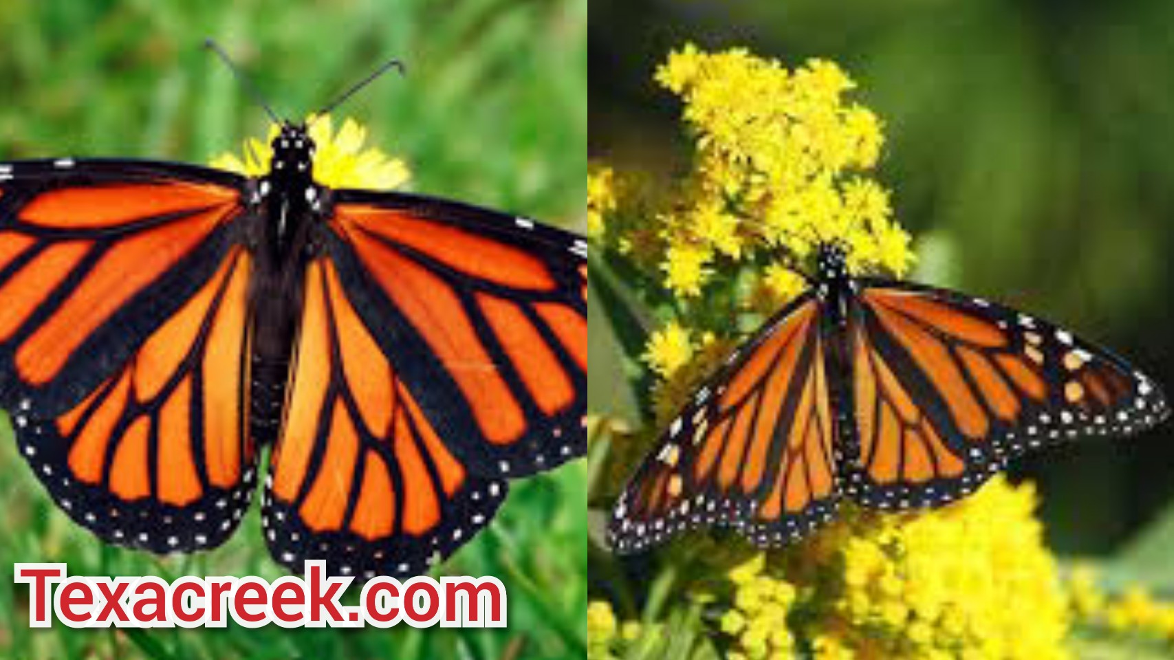 12 Types Of Butterflies In Texas Texas Today
