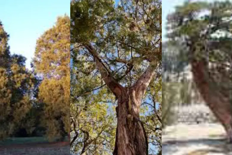 5 Types Of Cedar Trees In Texas