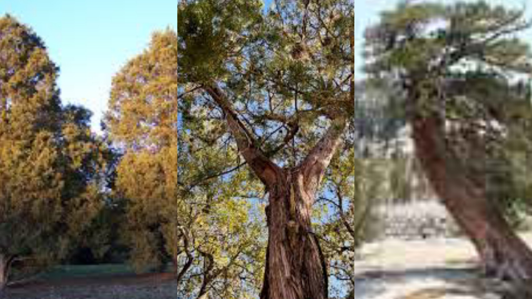 5-types-of-cedar-trees-in-texas-texas-today