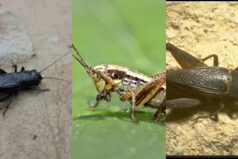 7 Types Of Crickets In Texas