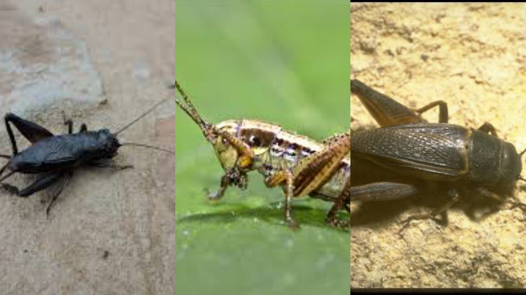 7 Types Of Crickets In Texas Texas Today