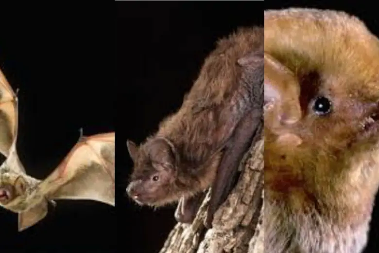 6 Types Of Bats In Texas