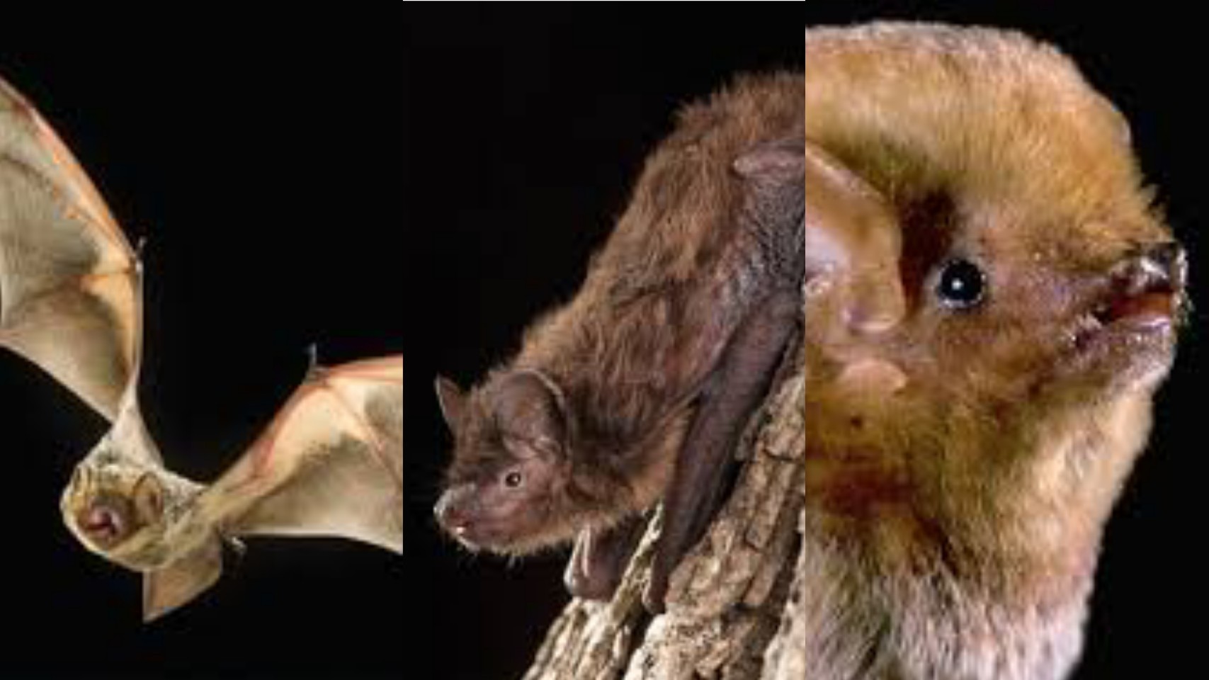 6-types-of-bats-in-texas-texas-today