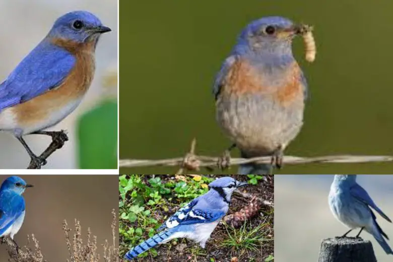 7 Types Of Blue Birds In Texas