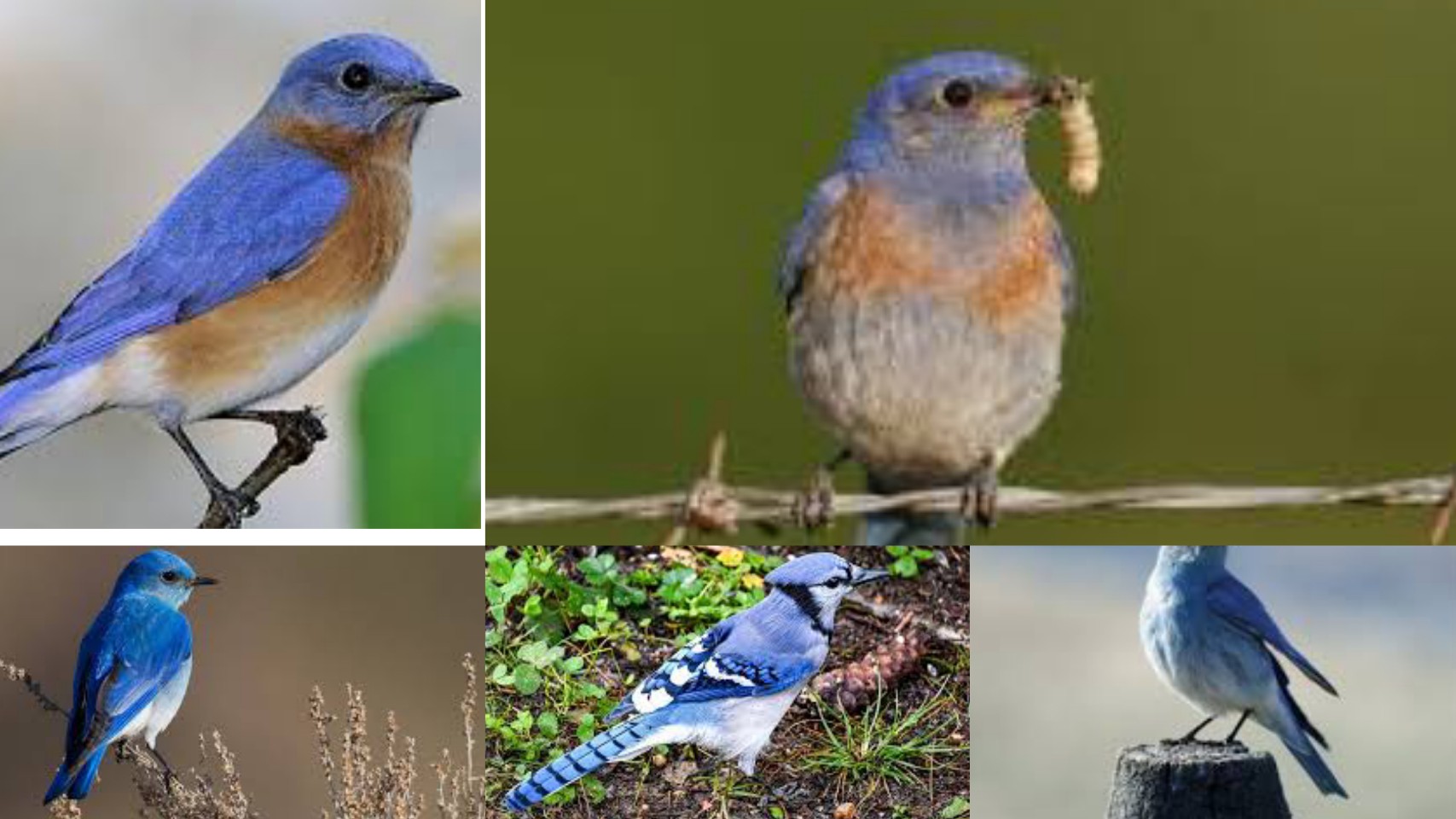 7 Types Of Blue Birds In Texas Texas Today