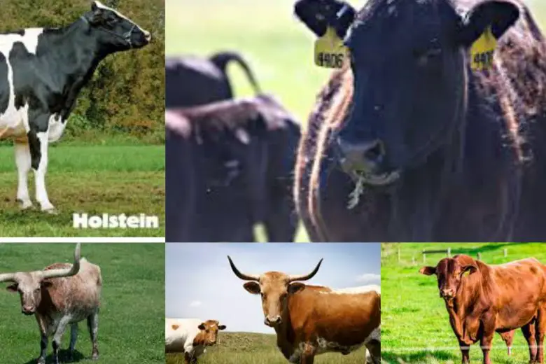 6 Types Of Cows In Texas