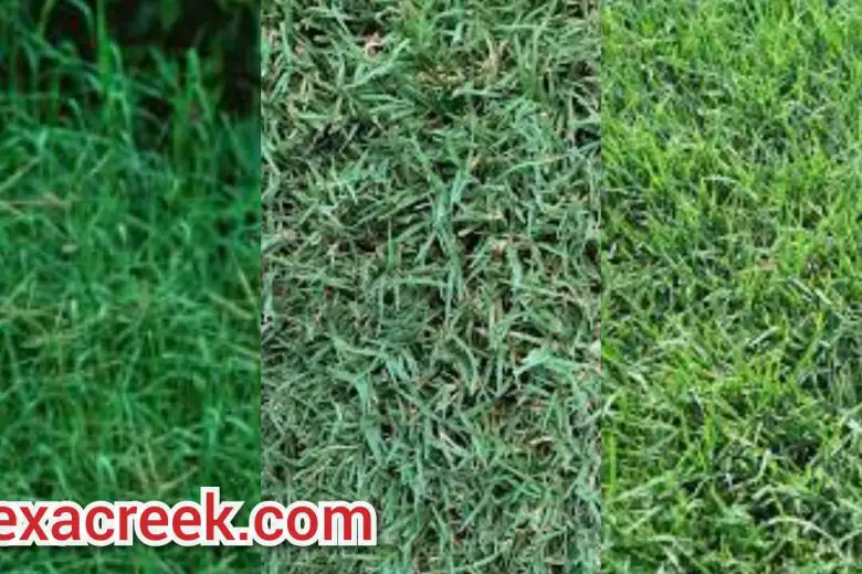 5 Types Of Bermuda Grass In Texas