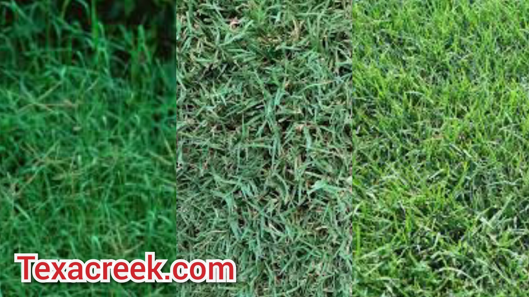 5 Types Of Bermuda Grass In Texas Texas Today