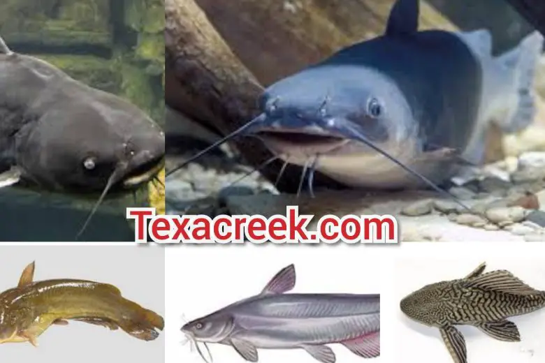 Types Of Catfish In Texas