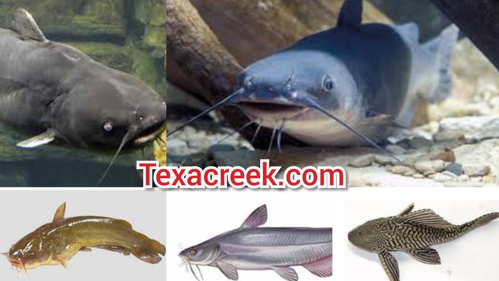 5 Types Of Catfish In Texas Texas Today