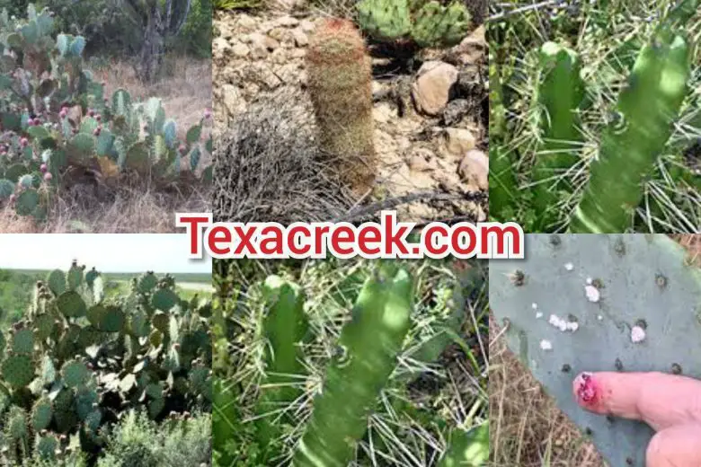 Types Of Cactus In Texas