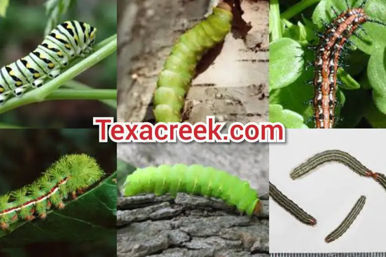 Types Of Caterpillars In Texas