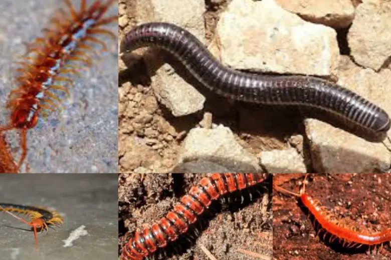 Types Of Centipedes In Texas